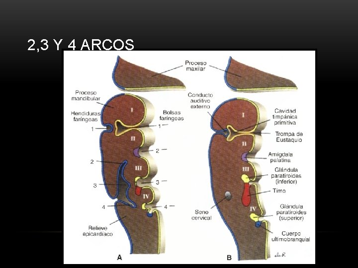 2, 3 Y 4 ARCOS 