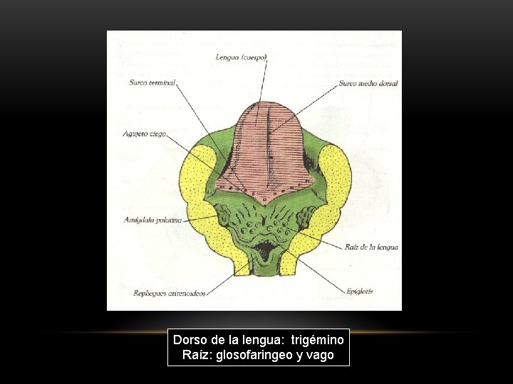 Dorso de la lengua: trigémino Raíz: glosofaringeo y vago 