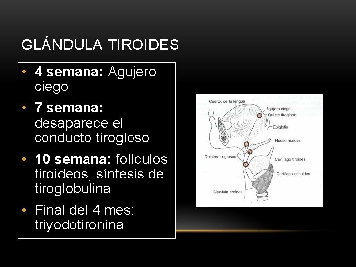 GLÁNDULA TIROIDES • 4 semana: Agujero ciego • 7 semana: desaparece el conducto tirogloso