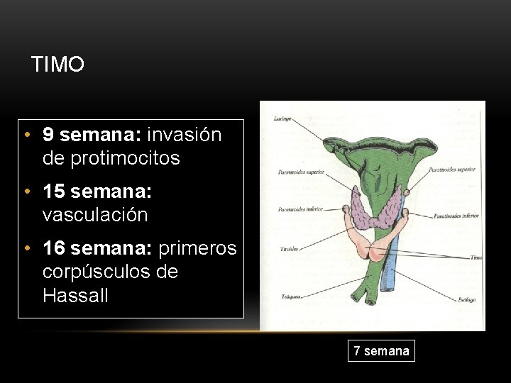 TIMO • 9 semana: invasión de protimocitos • 15 semana: vasculación • 16 semana: