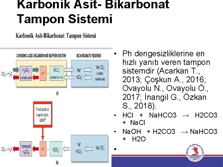 Karbonik Asit- Bikarbonat Tampon Sistemi • Ph dengesizliklerine en hızlı yanıtı veren tampon sistemdir