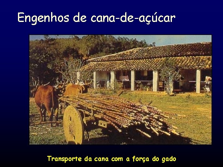 Engenhos de cana-de-açúcar. Transporte da cana com a força do gado 