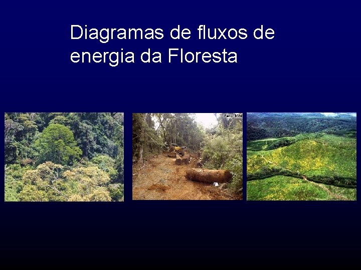 Diagramas de fluxos de energia da Floresta 