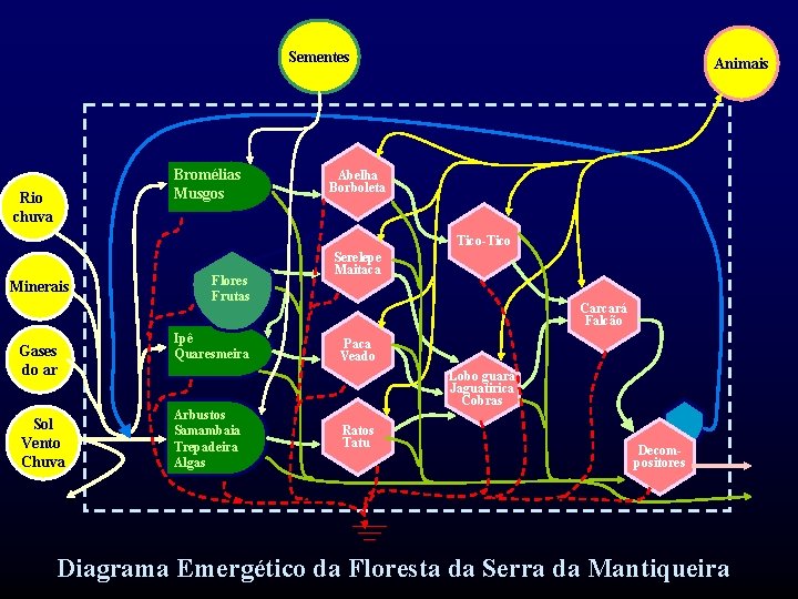 Sementes Bromélias Musgos Rio chuva Animais Abelha Borboleta Tico-Tico Minerais Gases do ar Sol