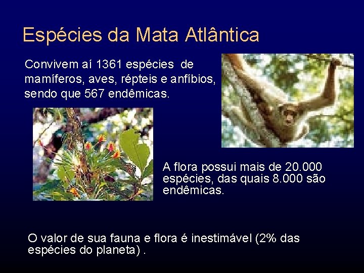 Espécies da Mata Atlântica Convivem aí 1361 espécies de mamíferos, aves, répteis e anfíbios,