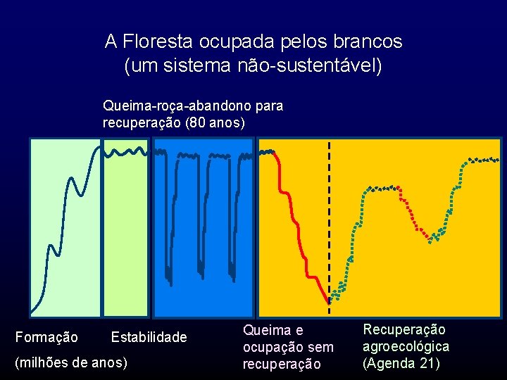 A Floresta ocupada pelos brancos (um sistema não-sustentável) Queima-roça-abandono para recuperação (80 anos) Formação