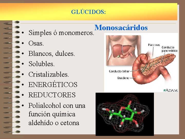 GLÚCIDOS: • • Monosacáridos Simples ó monomeros. Osas. Blancos, dulces. Solubles. Cristalizables. ENERGÉTICOS REDUCTORES