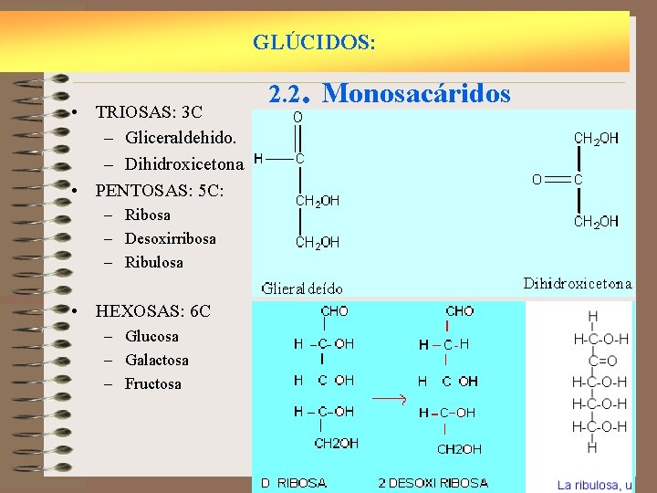 GLÚCIDOS: • TRIOSAS: 3 C – Gliceraldehido. – Dihidroxicetona • PENTOSAS: 5 C: –