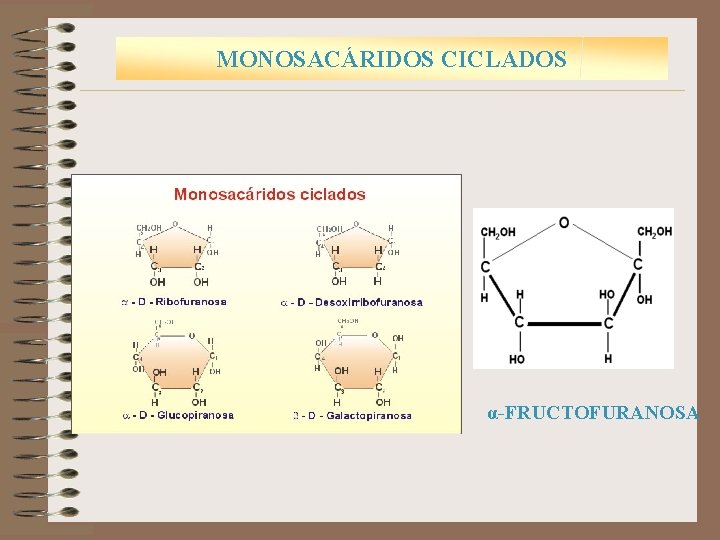 MONOSACÁRIDOS CICLADOS α-FRUCTOFURANOSA 