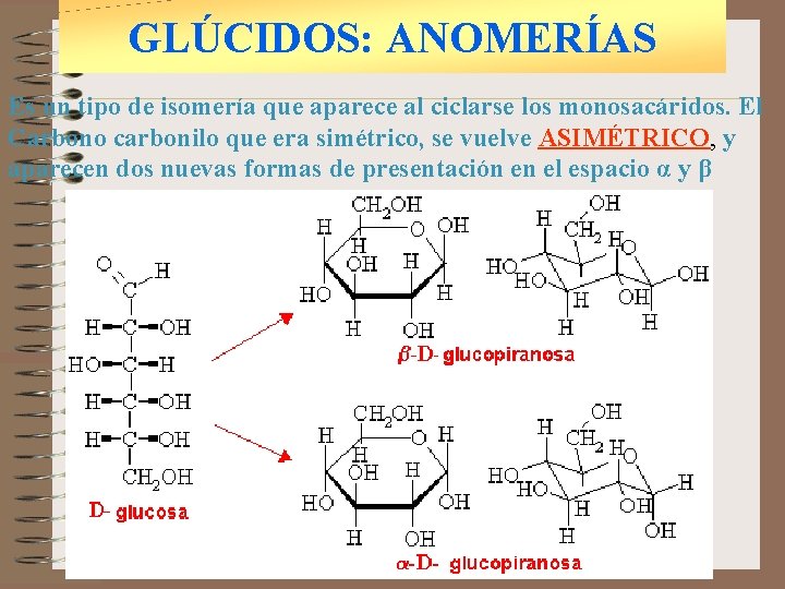 GLÚCIDOS: ANOMERÍAS Es un tipo de isomería que aparece al ciclarse los monosacáridos. El