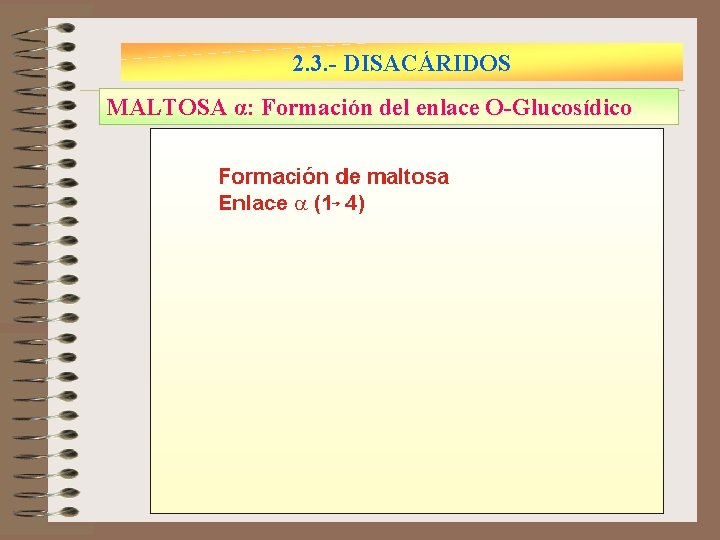 2. 3. - DISACÁRIDOS MALTOSA α: Formación del enlace O-Glucosídico 