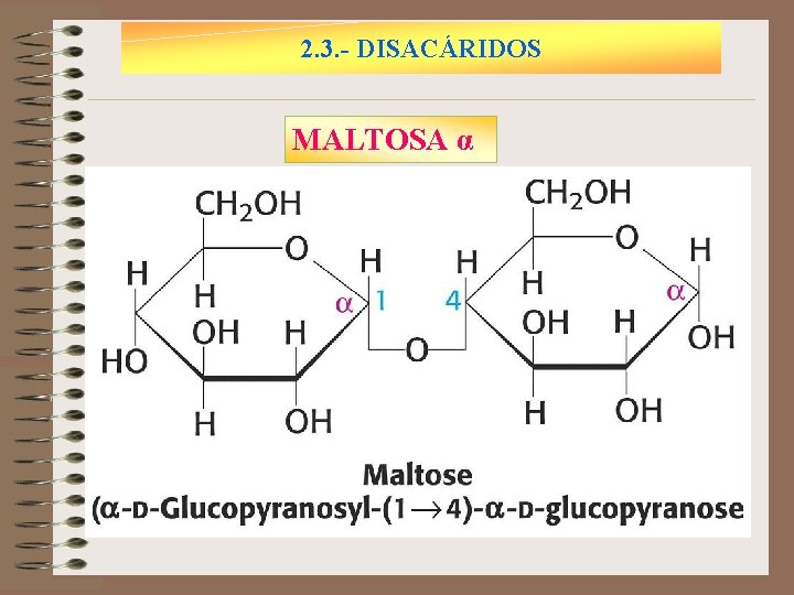 2. 3. - DISACÁRIDOS MALTOSA α 