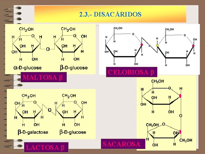 2. 3. - DISACÁRIDOS MALTOSA β LACTOSA β CELOBIOSA β SACAROSA 