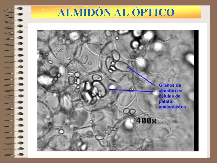 ALMIDÓN AL ÓPTICO 