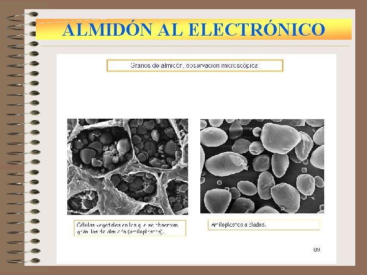 ALMIDÓN AL ELECTRÓNICO 