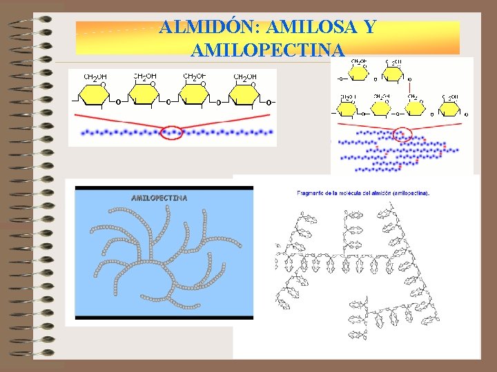 ALMIDÓN: AMILOSA Y AMILOPECTINA 