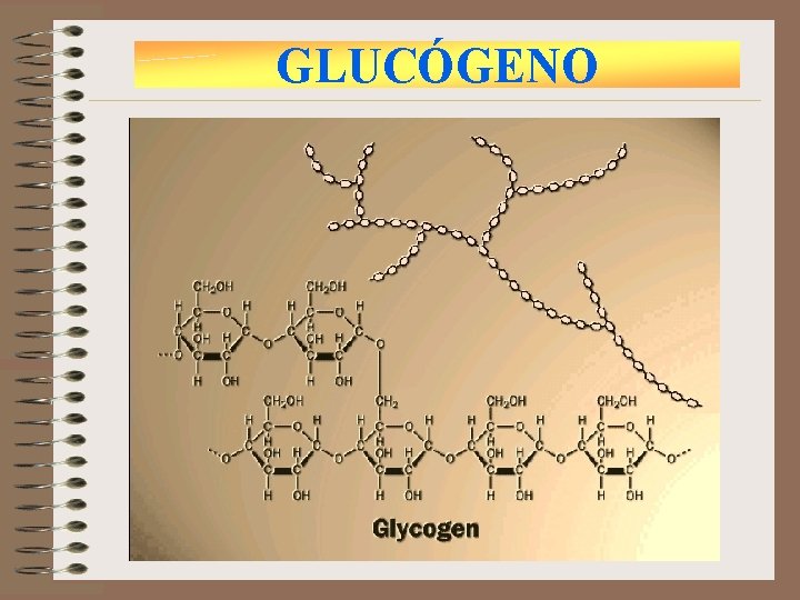GLUCÓGENO 