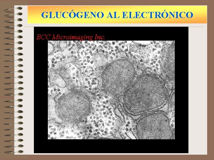 GLUCÓGENO AL ELECTRÓNICO 