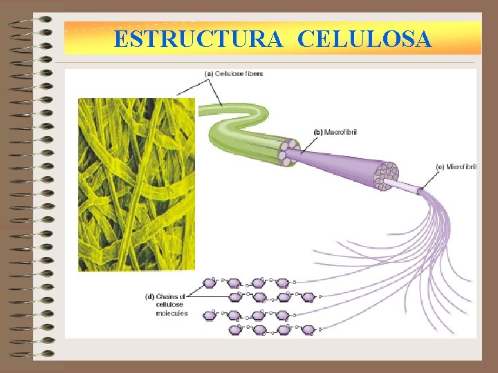 ESTRUCTURA CELULOSA 