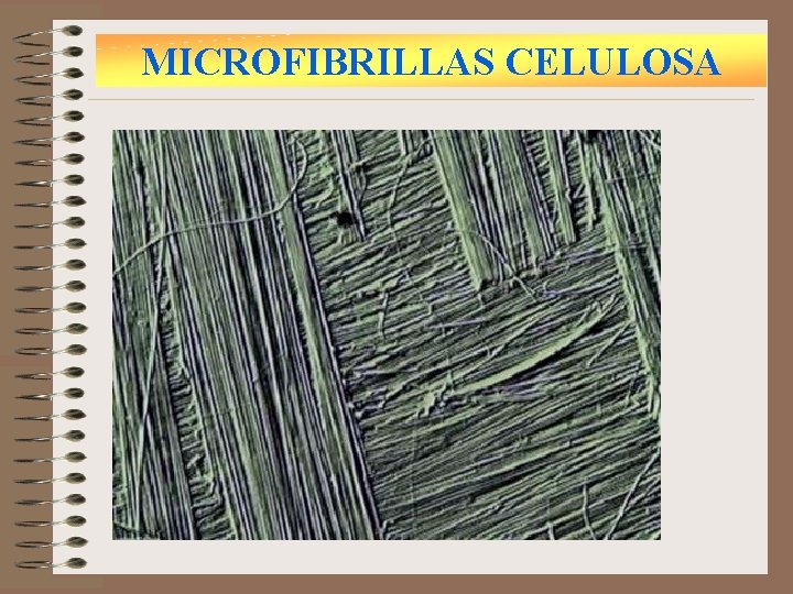 MICROFIBRILLAS CELULOSA 