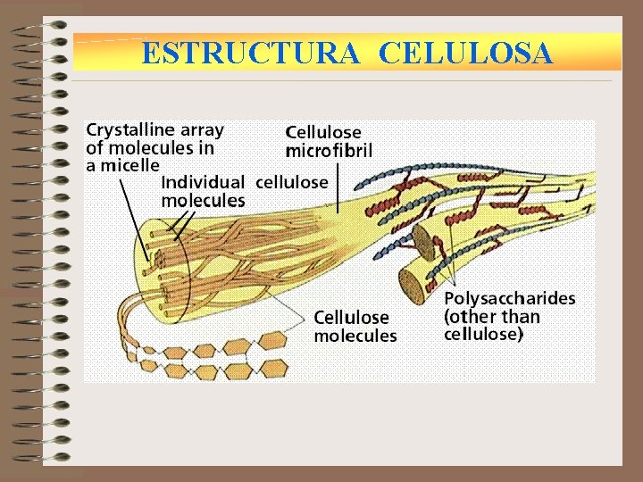 ESTRUCTURA CELULOSA 