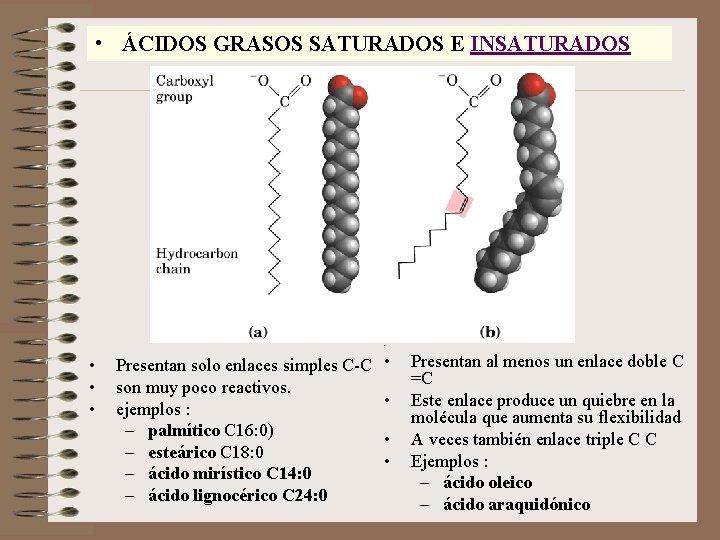  • ÁCIDOS GRASOS SATURADOS E INSATURADOS • • Presentan solo enlaces simples C-C