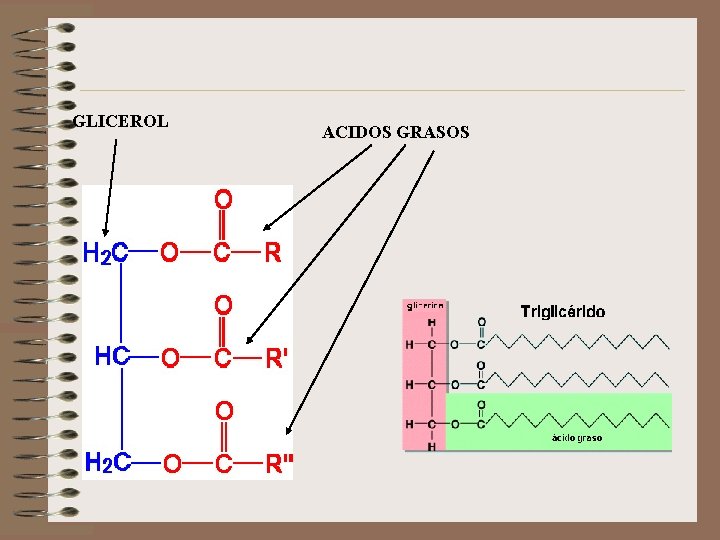 GLICEROL ACIDOS GRASOS 
