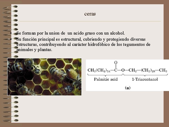 ceras • Se forman por la union de un acido graso con un alcohol.