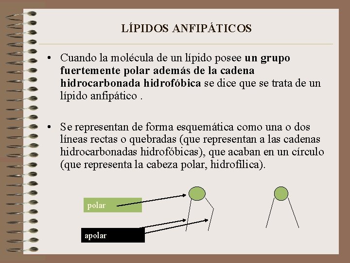 LÍPIDOS ANFIPÁTICOS • Cuando la molécula de un lípido posee un grupo fuertemente polar