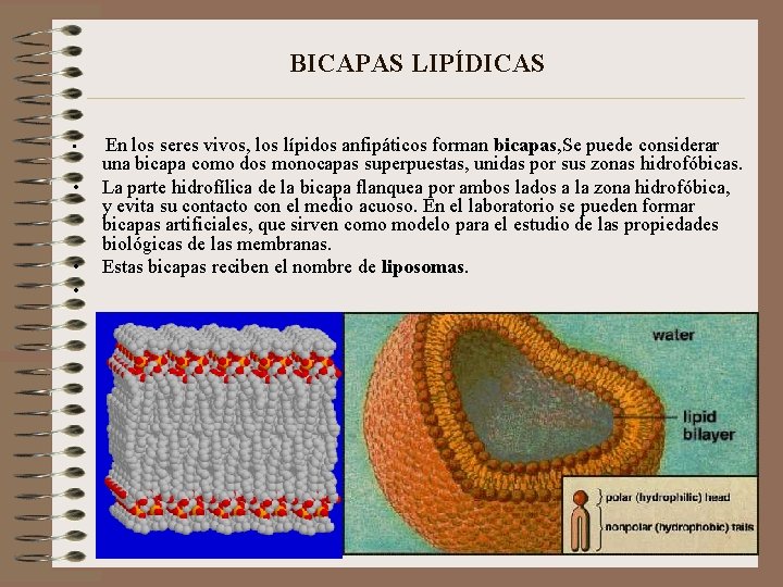 BICAPAS LIPÍDICAS • • En los seres vivos, los lípidos anfipáticos forman bicapas, Se