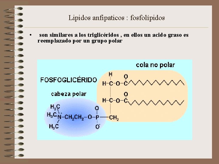 Lipidos anfipaticos : fosfolípidos • son similares a los triglicéridos , en ellos un