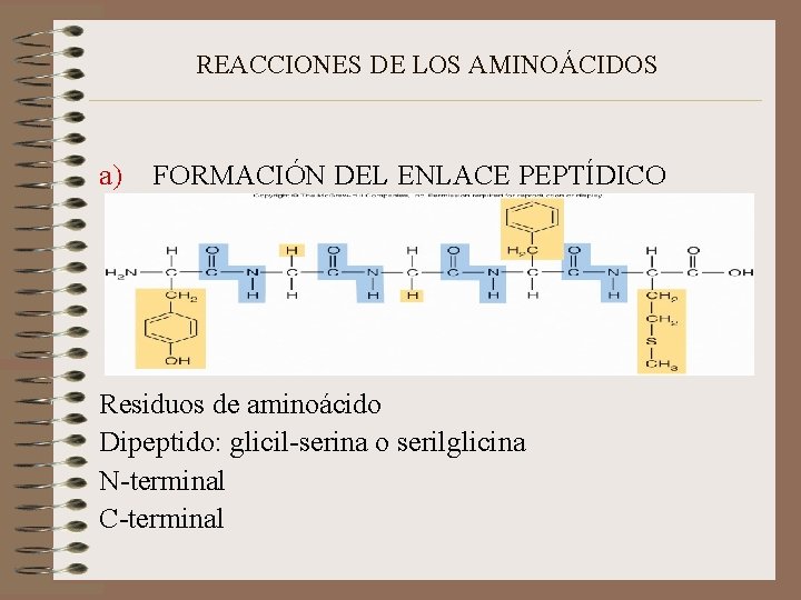 REACCIONES DE LOS AMINOÁCIDOS a) FORMACIÓN DEL ENLACE PEPTÍDICO Residuos de aminoácido Dipeptido: glicil-serina
