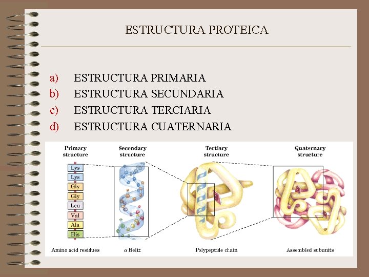 ESTRUCTURA PROTEICA a) b) c) d) ESTRUCTURA PRIMARIA ESTRUCTURA SECUNDARIA ESTRUCTURA TERCIARIA ESTRUCTURA CUATERNARIA