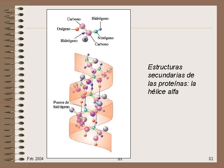 Estructuras secundarias de las proteínas: la hélice alfa Feb 2004 lis 82 
