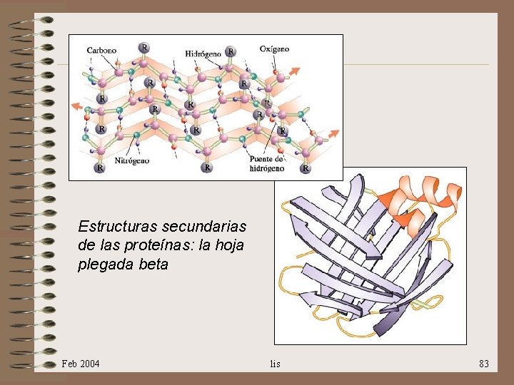 Estructuras secundarias de las proteínas: la hoja plegada beta Feb 2004 lis 83 