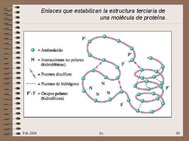 Enlaces que estabilizan la estructura terciaria de una molécula de proteína. Feb 2004 lis