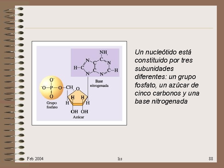 Un nucleótido está constituido por tres subunidades diferentes: un grupo fosfato, un azúcar de