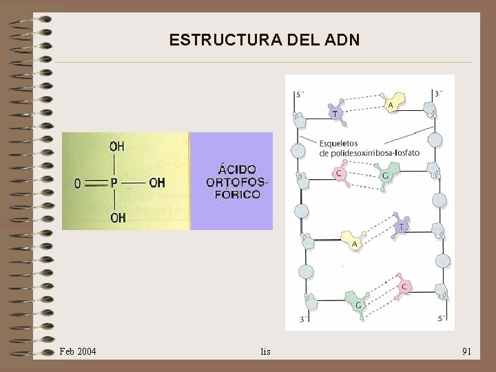 ESTRUCTURA DEL ADN Feb 2004 lis 91 