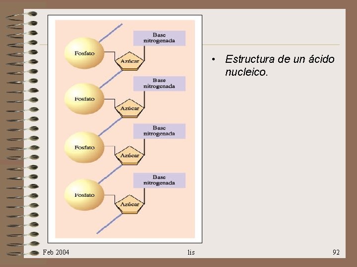  • Feb 2004 • Estructura de un ácido nucleico. lis 92 