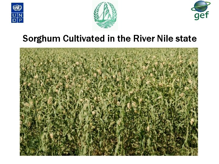 Sorghum Cultivated in the River Nile state Sorghum Cultivated in the River Nile state