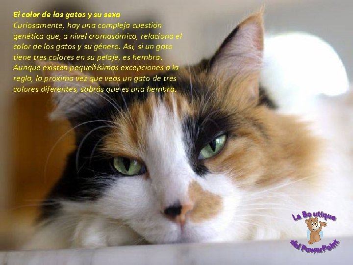 El color de los gatos y su sexo Curiosamente, hay una compleja cuestión genética