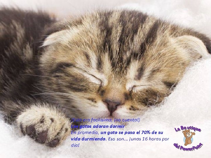 (Esta era facilísima, ¡no cuenta!) Los gatos adoran dormir En promedio, un gato se