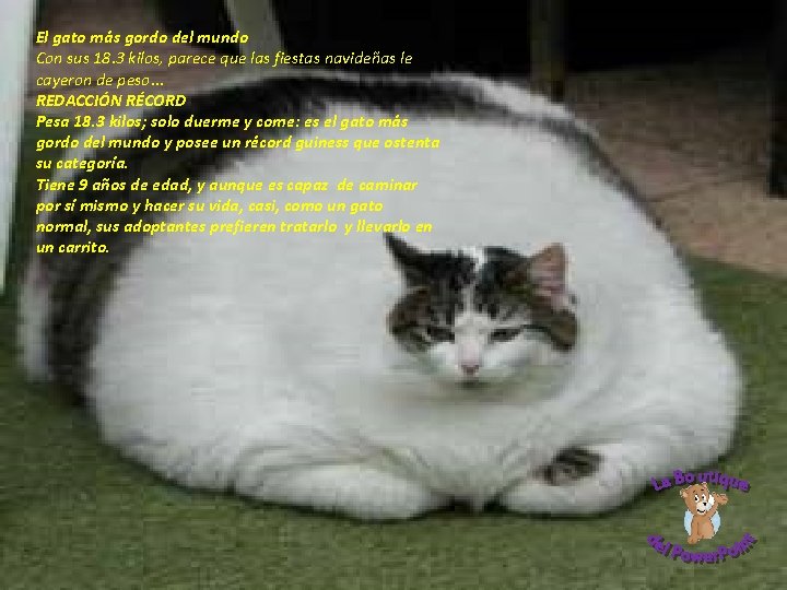 El gato más gordo del mundo Con sus 18. 3 kilos, parece que las