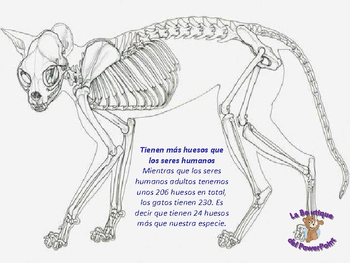 Tienen más huesos que los seres humanos Mientras que los seres humanos adultos tenemos