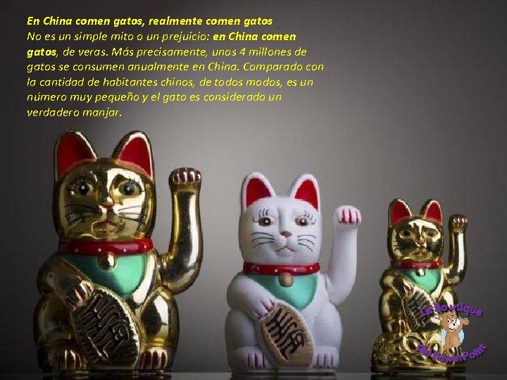 En China comen gatos, realmente comen gatos No es un simple mito o un