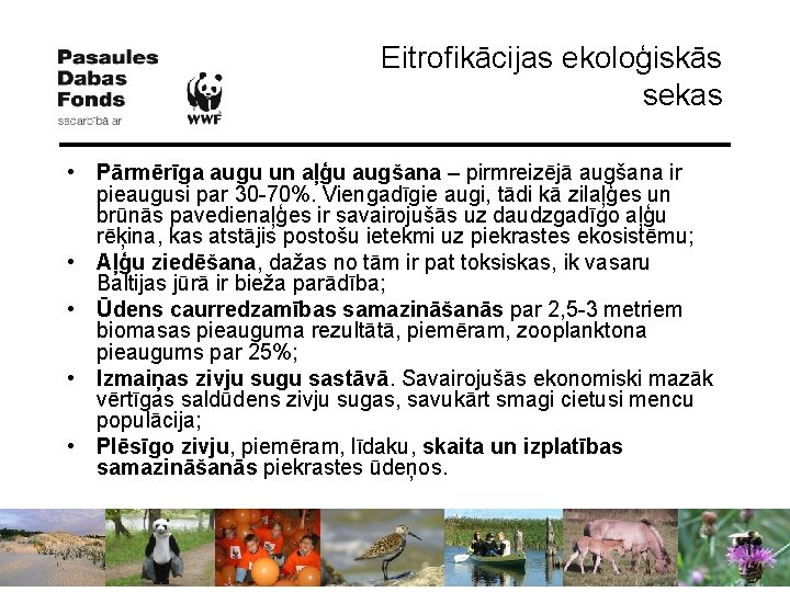 Eitrofikācijas ekoloģiskās sekas • Pārmērīga augu un aļģu augšana – pirmreizējā augšana ir pieaugusi