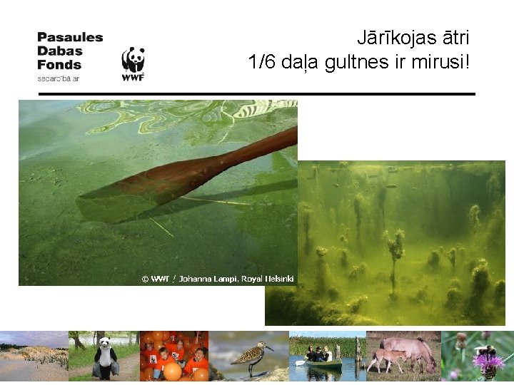 Jārīkojas ātri 1/6 daļa gultnes ir mirusi! 