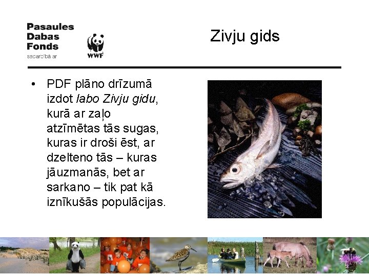 Zivju gids • PDF plāno drīzumā izdot labo Zivju gidu, kurā ar zaļo atzīmētas