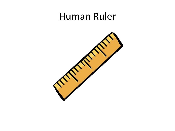 Human Ruler 
