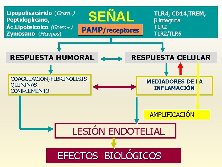 Lipopolisacárido (Gram-) Peptidoglicano, Ác. Lipoteicoico (Gram+) Zymosano (Hongos) SEÑAL PAMP/receptores RESPUESTA HUMORAL COAGULACIÓN/FIBRINOLISIS QUININAS